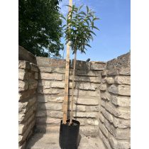   Törzses Fehér virágú nyáriorgona – Buddleia davidii - Méret: 80