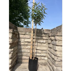 Törzses Fehér virágú nyáriorgona – Buddleia davidii - Méret: 80