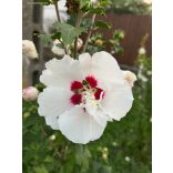 Mályvacserje – Hibiscus Syriacus - Méret: 40/60
