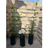 Mályvacserje – Hibiscus Syriacus - Méret: 40/60