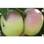 Téli alma – Nyári fontos – Malus