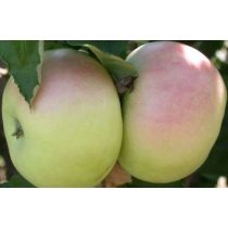 Téli alma – Nyári fontos – Malus