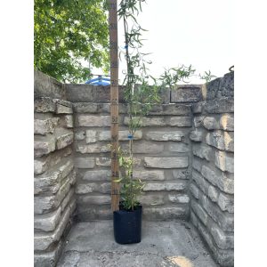 Twisted Willow, Corkscrew Willow - Salix matsudana ‘Tortuosa’ 