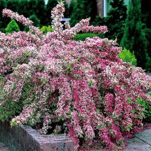Weigela florida 'Variegata' – Weigela 'Variegata' (à feuilles panachées)