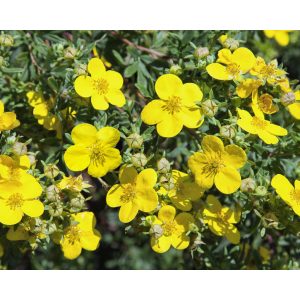 Potentilla fruticosa – Potentille arbustive jaune