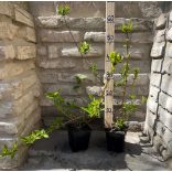 Forsythia intermedia – Aranyfa,aranycserje - Méret: 40/60