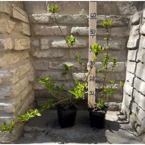 Forsythia intermedia – Aranyfa,aranycserje - Méret: 40/60