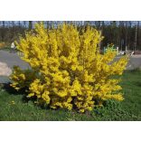 Forsythia intermedia – Aranyfa,aranycserje - Méret: 40/60
