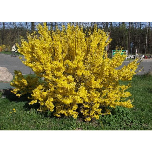 Forsythia intermedia – Aranyfa,aranycserje - Méret: 40/60