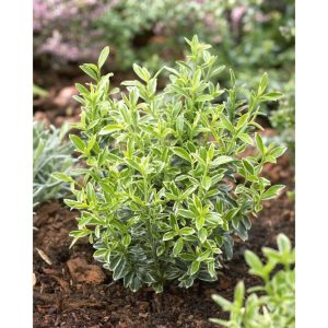 Euonymus microphyllus 'Aureovariegatus' - Japán kecskerágó