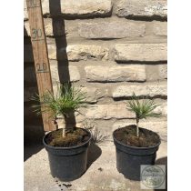 Pinus mugo Varella – havasi törpefenyő