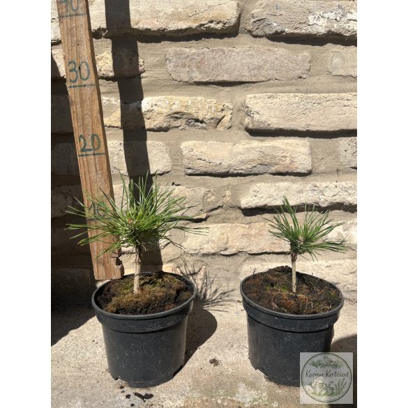 Pinus mugo Varella – havasi törpefenyő