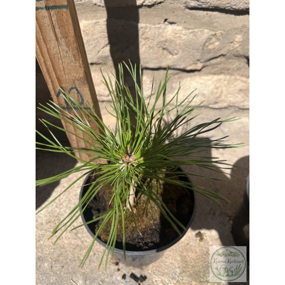 Pinus mugo Varella – havasi törpefenyő
