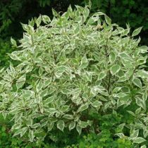 Cornus alba 'Sibirica Variegata' - Som