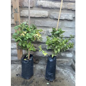 Örökzöld Japán lonc – Lonicera japonica ‘Halliana’