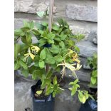 Örökzöld Japán lonc – Lonicera japonica ‘Halliana’