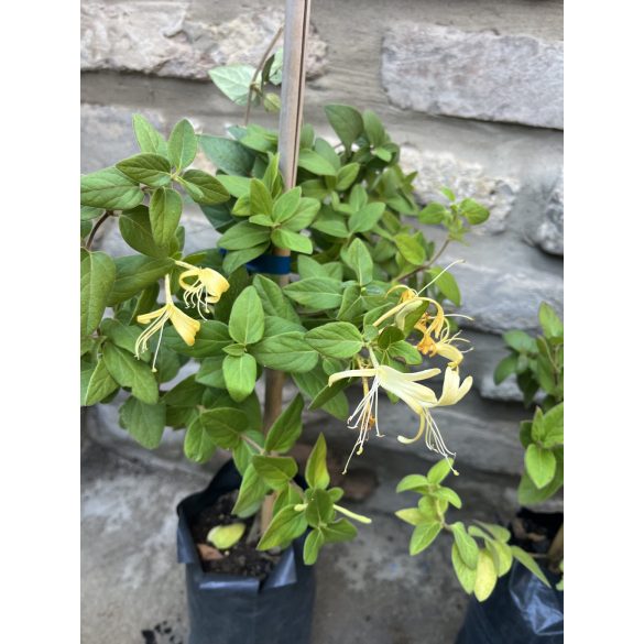 Örökzöld Japán lonc – Lonicera japonica ‘Halliana’