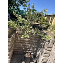   Törzses fehér tarka levelű som – Cornus alba ‘Elegantissima’ - Méret: 80