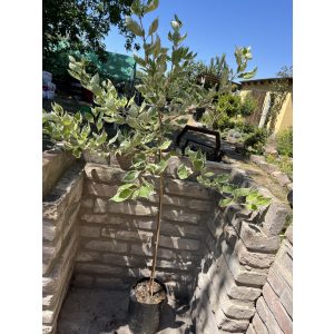 Törzses fehér tarka levelű som – Cornus alba ‘Elegantissima’ - Méret: 80