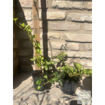 Hedera helix – Közönséges borostyán - Méret: 10