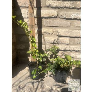 Hedera helix – Közönséges borostyán - Méret: 10