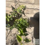 Hedera helix – Közönséges borostyán - Méret: 10