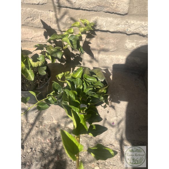 Hedera helix – Közönséges borostyán - Méret: 10