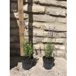 Lavande - Lavandula angustifolia - violet