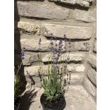 Lavande - Lavandula angustifolia - violet