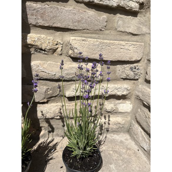 Lavande - Lavandula angustifolia - violet