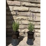 Lavande - Lavandula angustifolia - violet