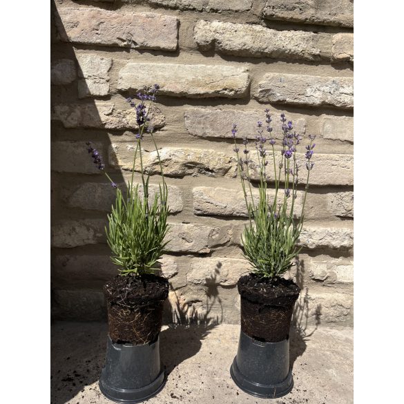 Lavande - Lavandula angustifolia - violet