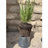 Lavande - Lavandula angustifolia - violet