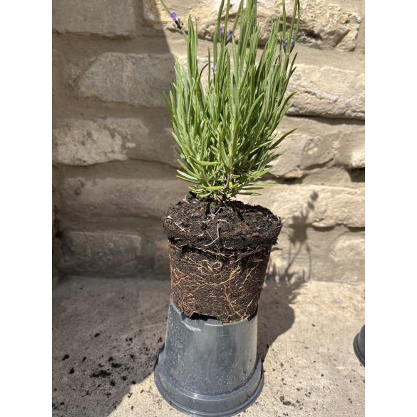 Lavande - Lavandula angustifolia - violet