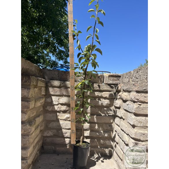 Nyári körte – Vilmos – Pyrus - konténeres