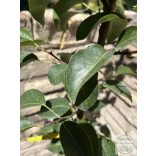 Nyári körte – Vilmos – Pyrus - konténeres