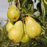 Nyári körte – Vilmos – Pyrus - konténeres
