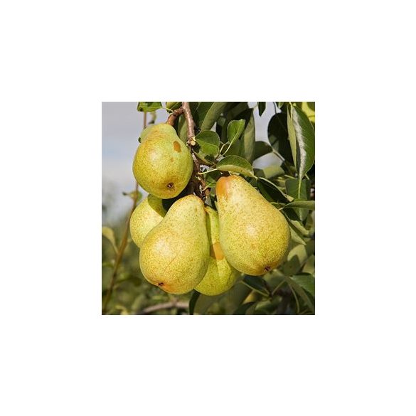 Nyári körte – Vilmos – Pyrus - konténeres