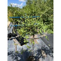   Törzses Kínai kékszakáll – Caryopteris incana - Méret: 80