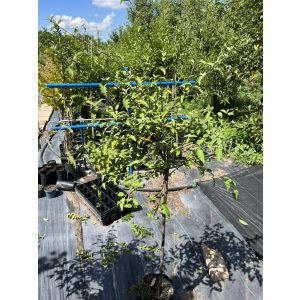 Törzses Kínai kékszakáll – Caryopteris incana - Méret: 80