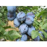 Szilva – Cacanska Lepotica – Prunus domestica – konténeres - Méret: 120/150