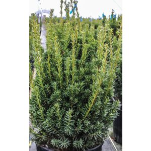 Taxus x media 'Hillii' - Oszlopos tiszafa