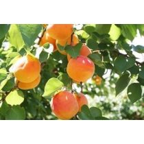 Kajszibarack, Sárgabarack – Harcot – Prunus armeniaca