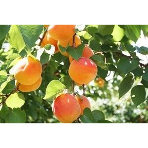 Kajszibarack, Sárgabarack – Harcot – Prunus armeniaca