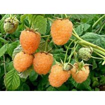 Málna - "Fertődi aranyfürt" – Rubus idaeus