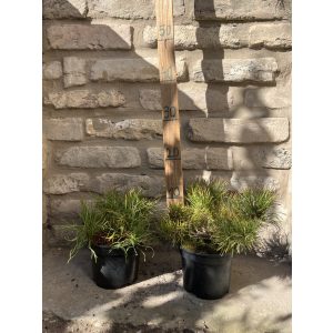 Pinus mugo Pumilio