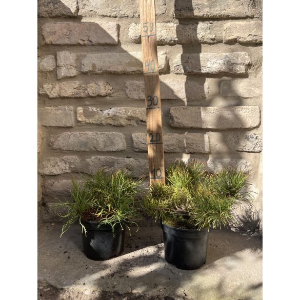 Pinus mugo Pumilio