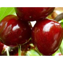   Prunus subg. Cerasus 'Linda' – Cerisier 'Linda'