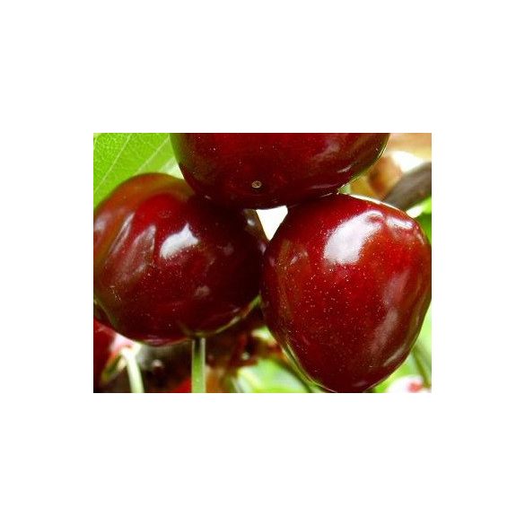 Prunus subg. Cerasus 'Linda' – Cerisier 'Linda'
