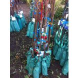 Prunus subg. Cerasus 'Linda' – Cerisier 'Linda'